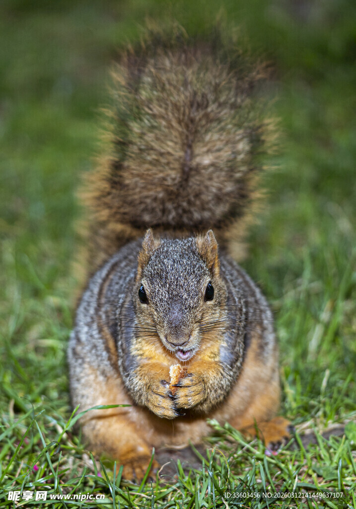 草地上的松鼠