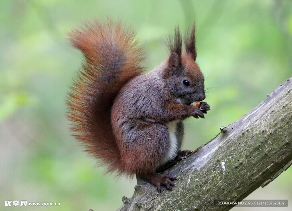 松鼠枝头进食瞬间