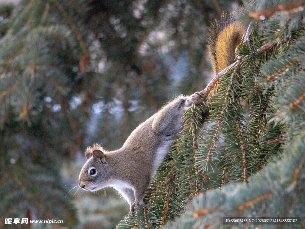树上的松鼠