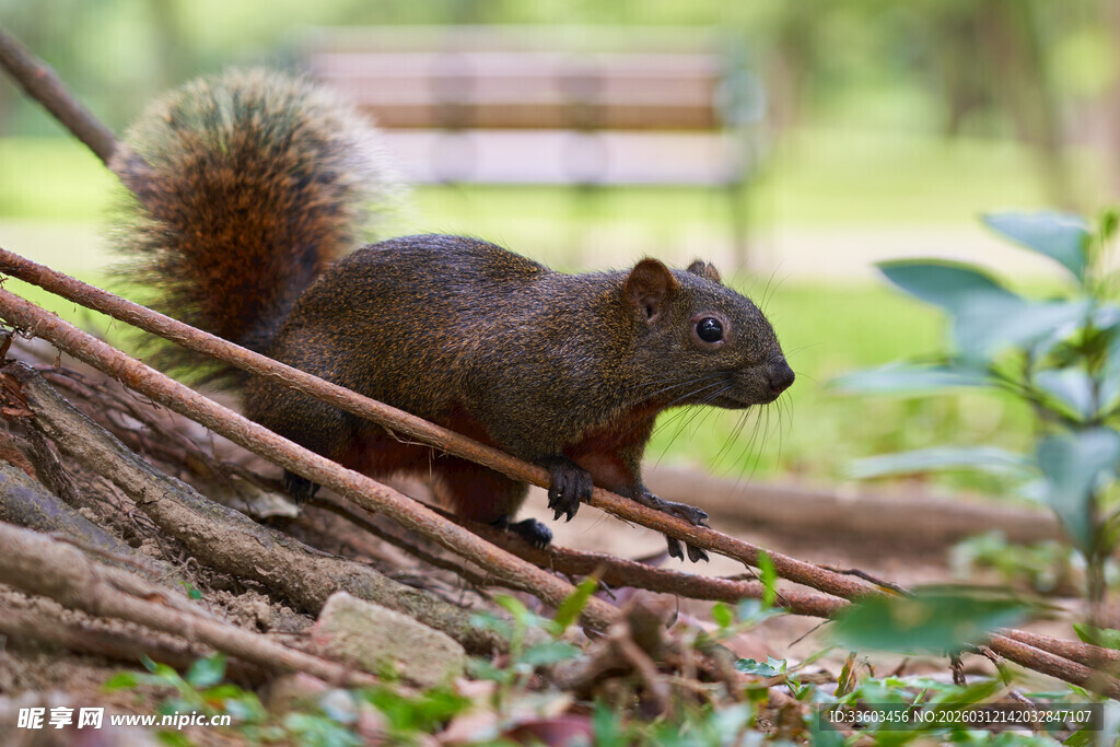 林间松鼠觅食瞬间