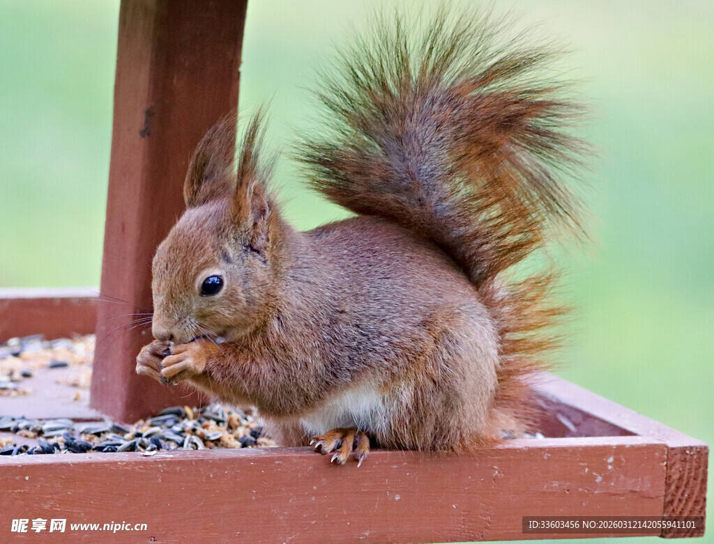 松鼠进食图