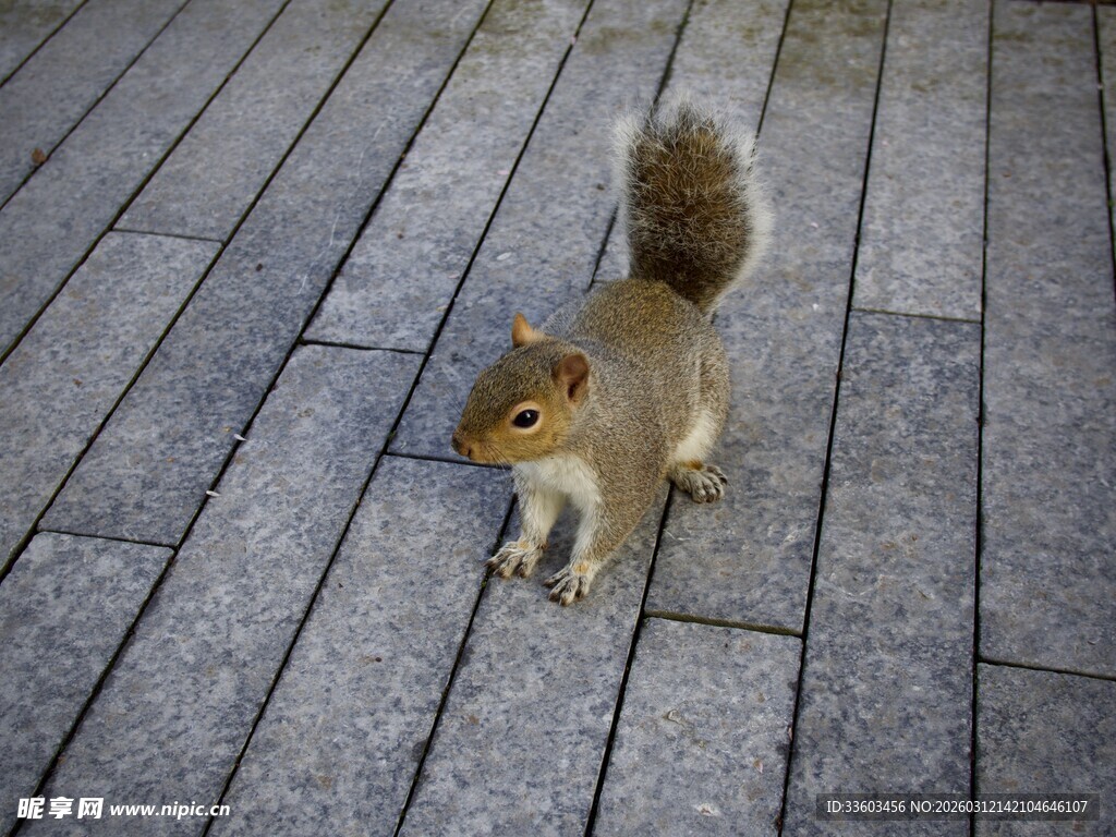 人行道上的可爱小松鼠