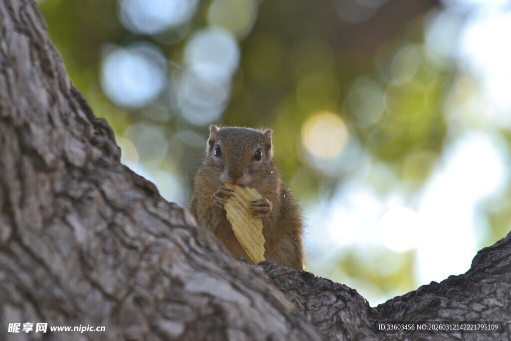 树干上的可爱小松鼠