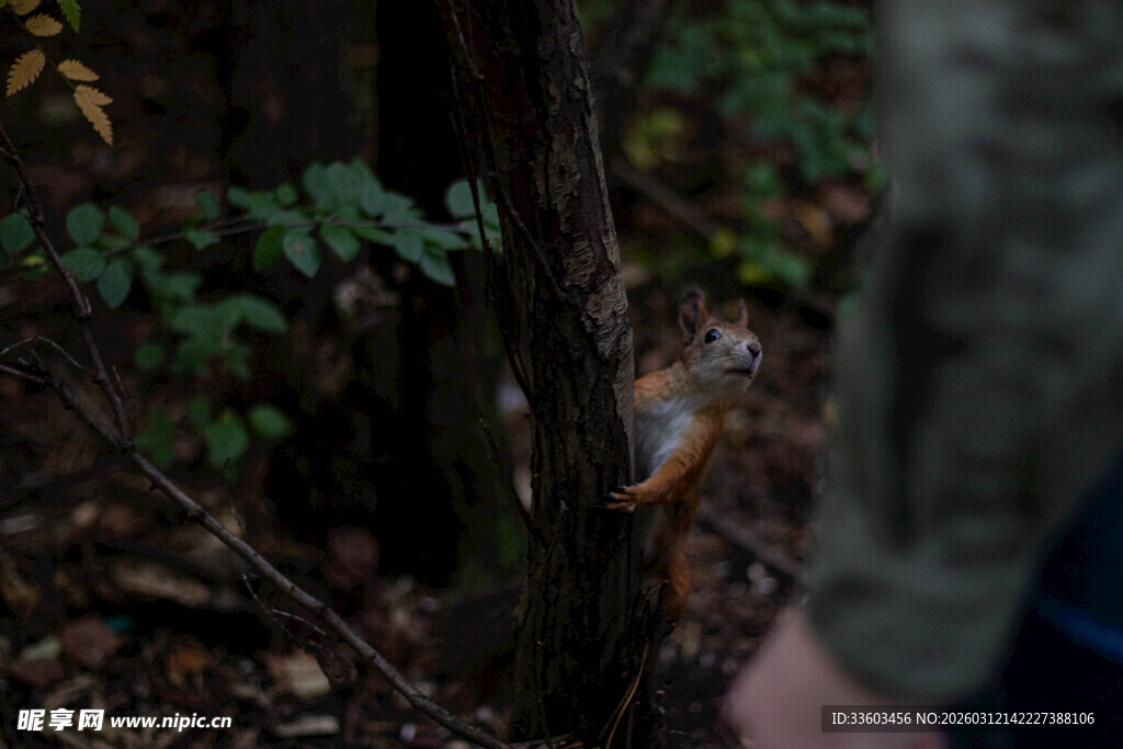 林间手旁的可爱小松鼠