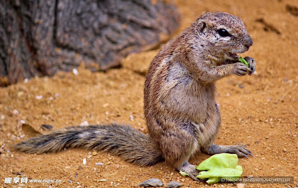 松鼠进食