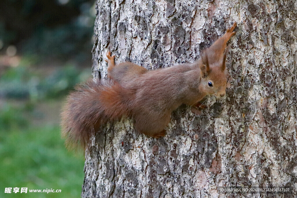 树干上的可爱红松鼠