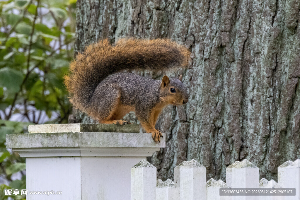 松鼠立于白色围栏上