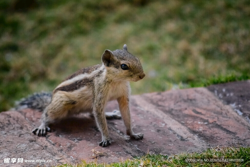岩石上的可爱花栗鼠