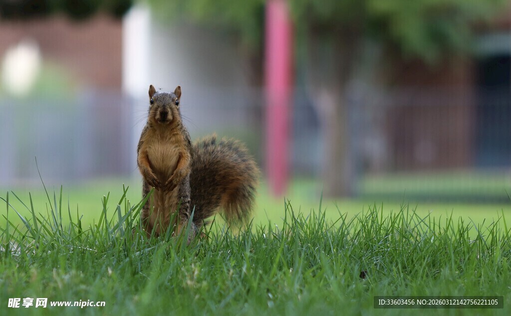 草地上站立的可爱松鼠