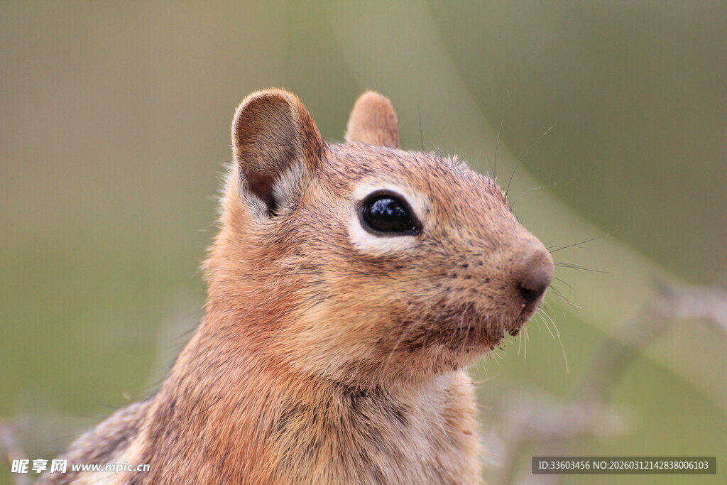 可爱松鼠侧颜特写