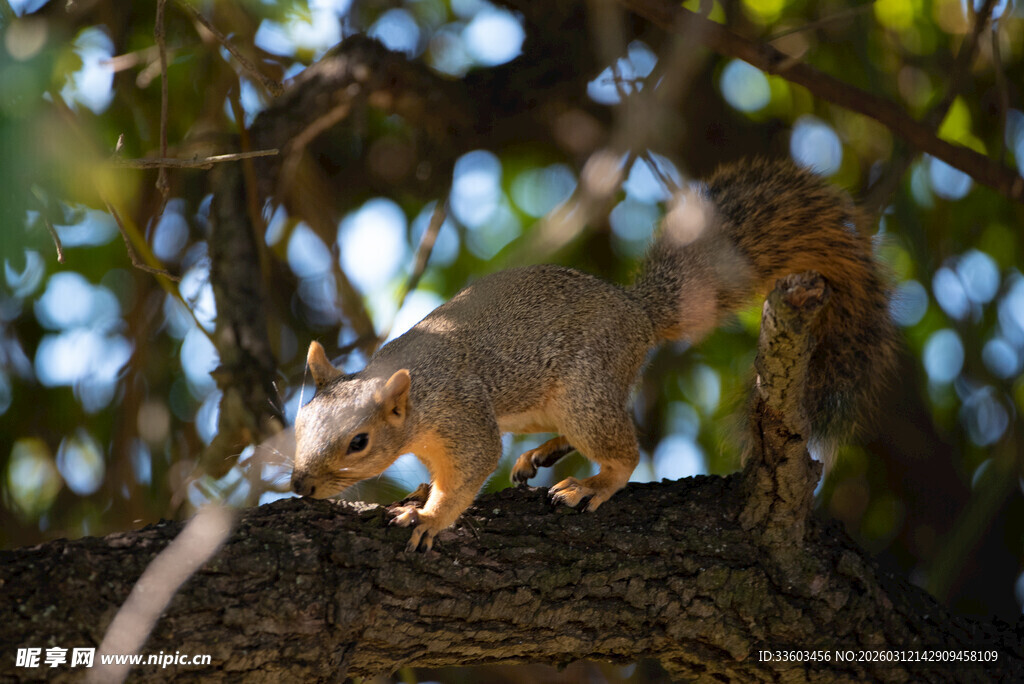 树上的松鼠