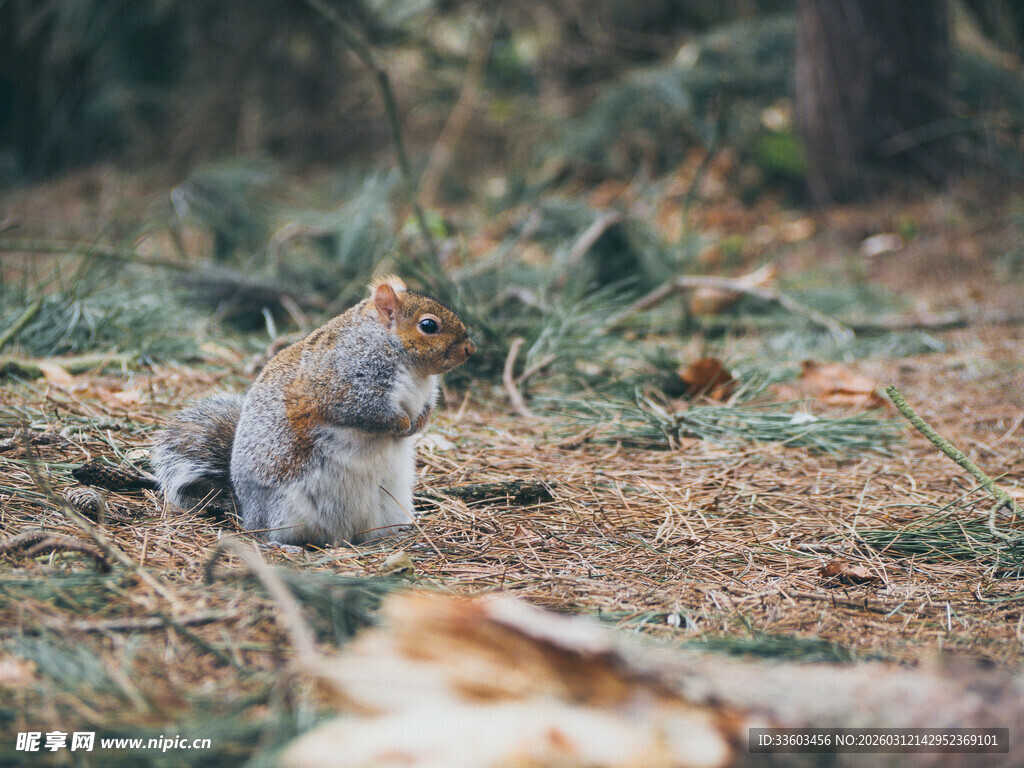 森林中休憩的可爱松鼠