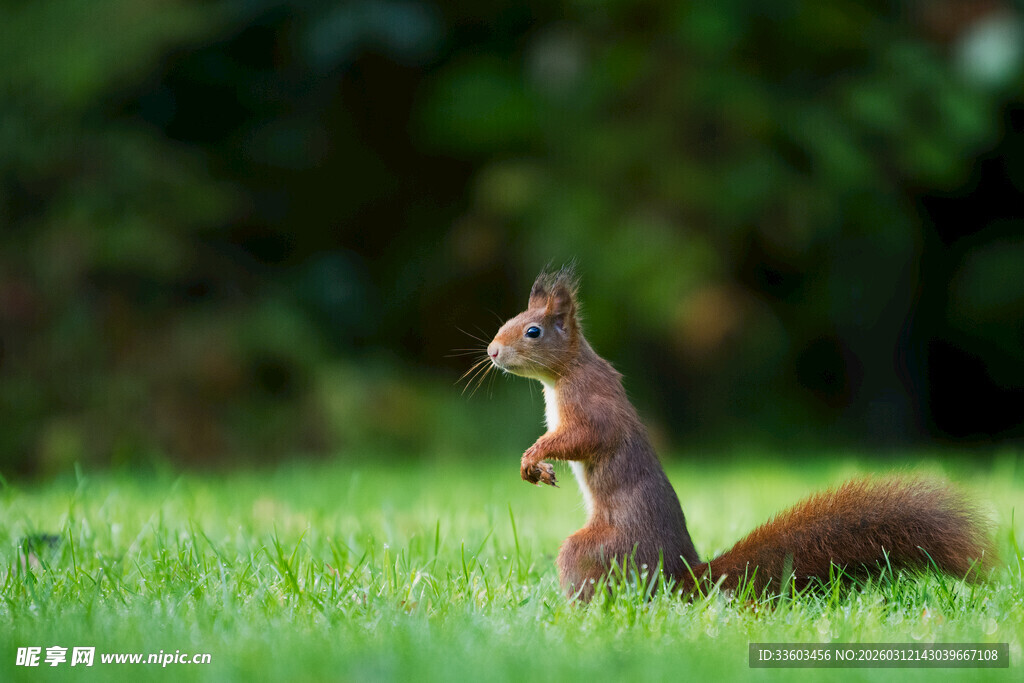 草地上站立的可爱松鼠
