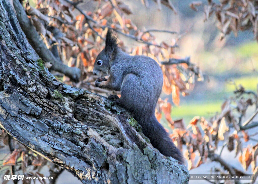 树上松鼠