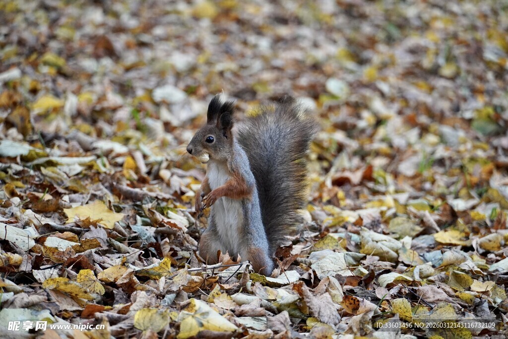 落叶中站立的松鼠