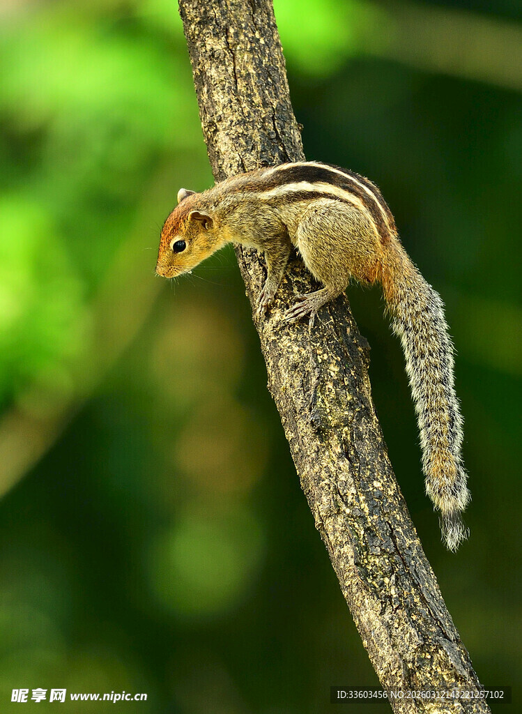 树枝上的花栗鼠