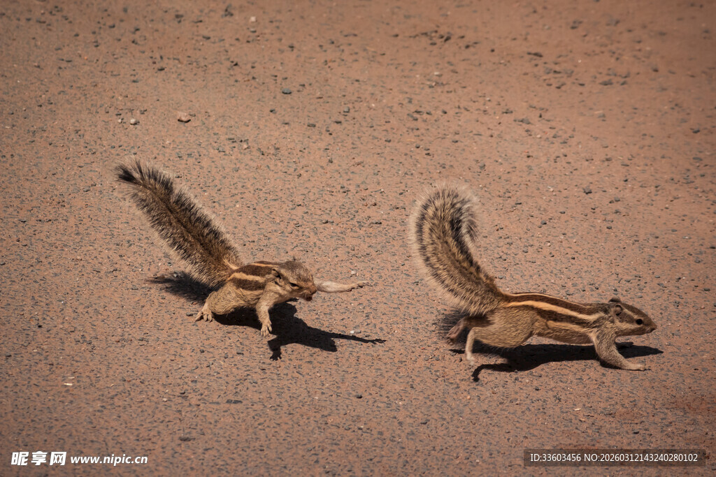 沙漠中奔跑的两只松鼠