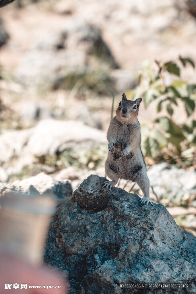岩石上的松鼠