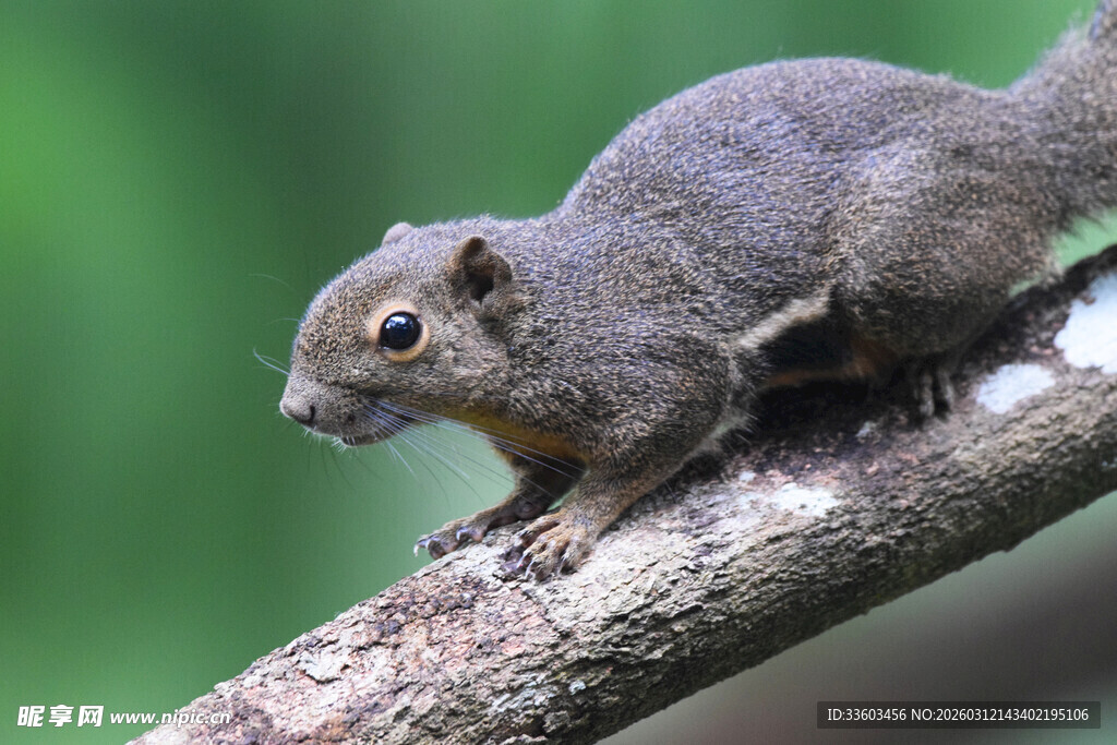 树枝上的灰松鼠