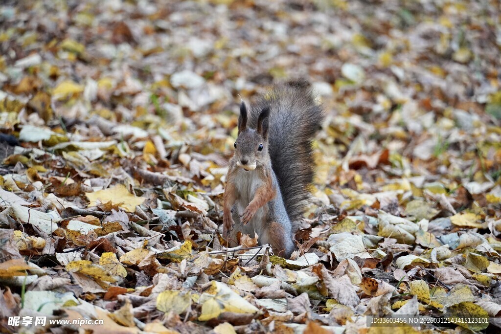 落叶中觅食的可爱松鼠