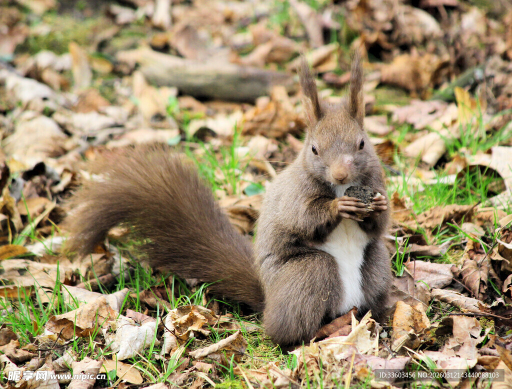 林间松鼠进食图