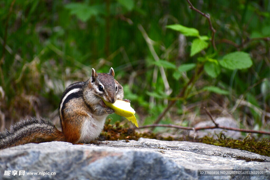 花栗鼠叼食于石上