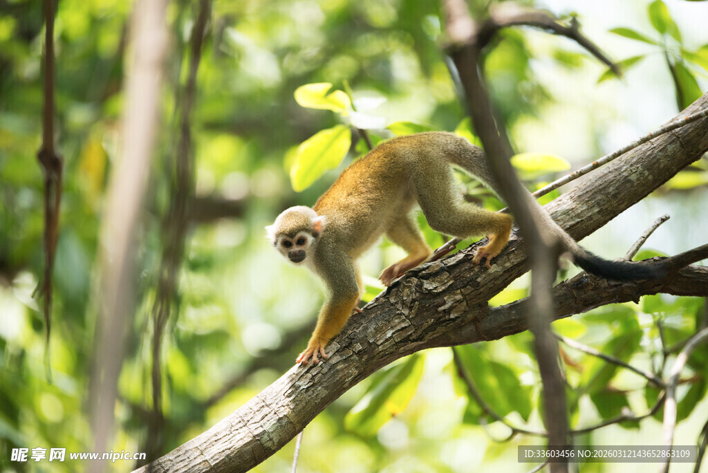 树枝上的松鼠猴