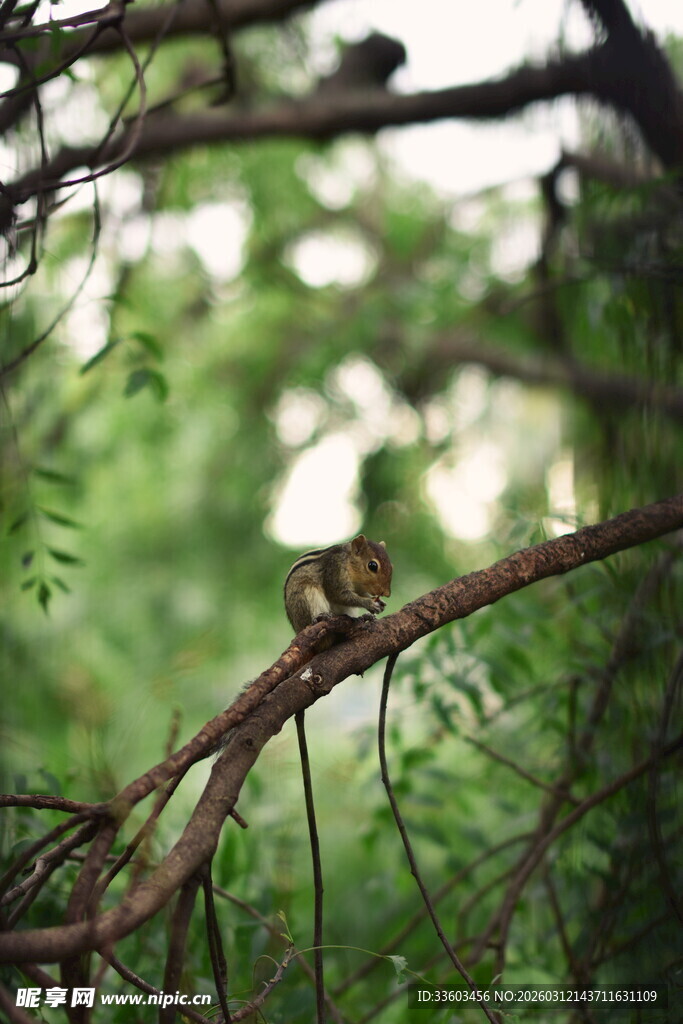 枝头松鼠