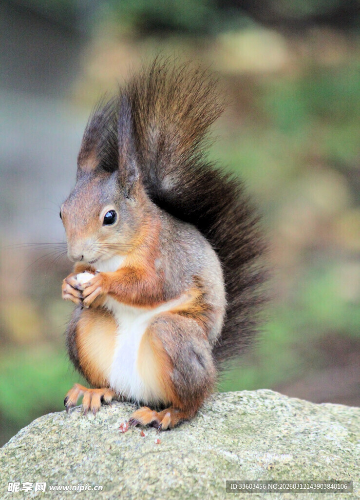 岩石上进食的可爱松鼠