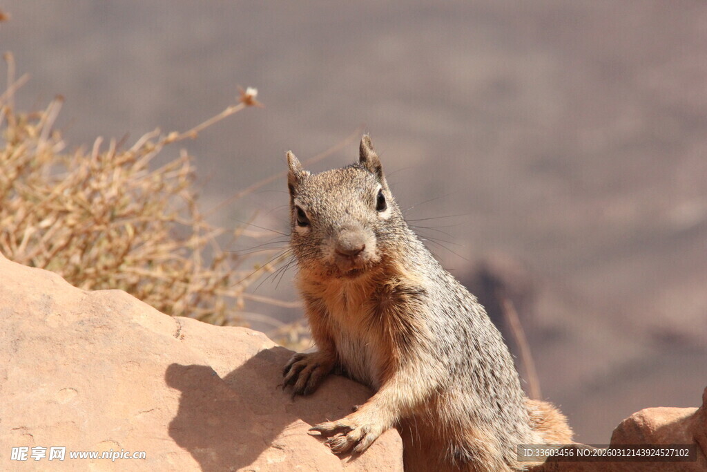 岩石边的松鼠