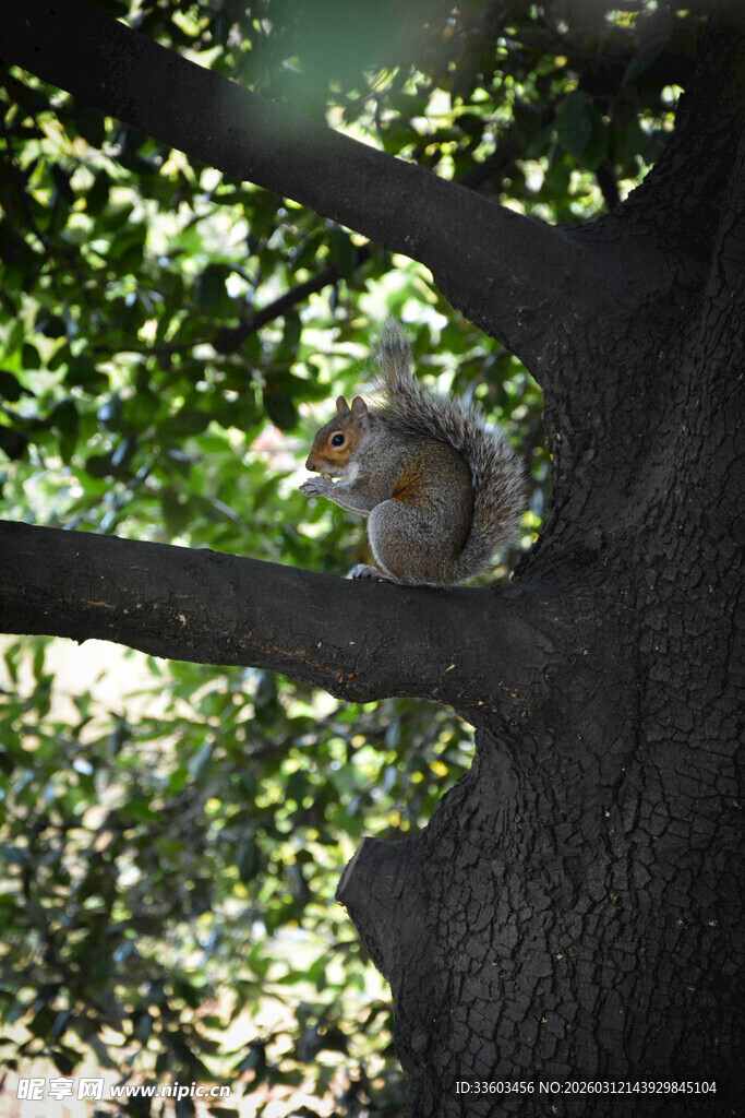 树枝上的可爱松鼠