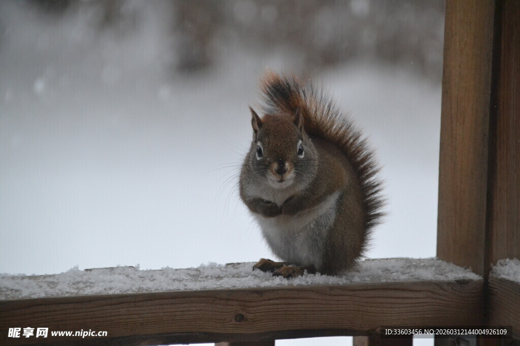 雪中松鼠立于栏杆