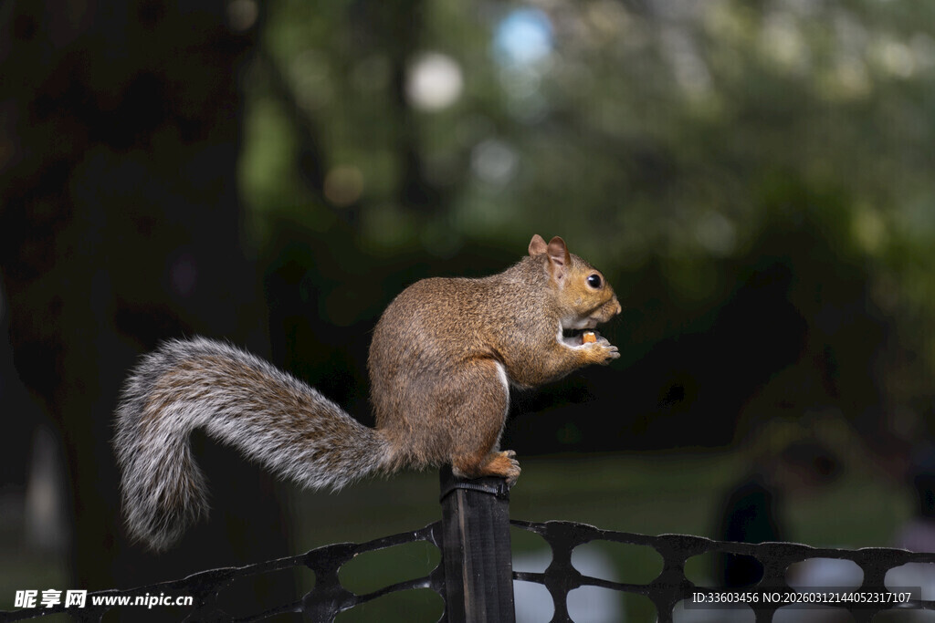 松鼠立于杆上进食