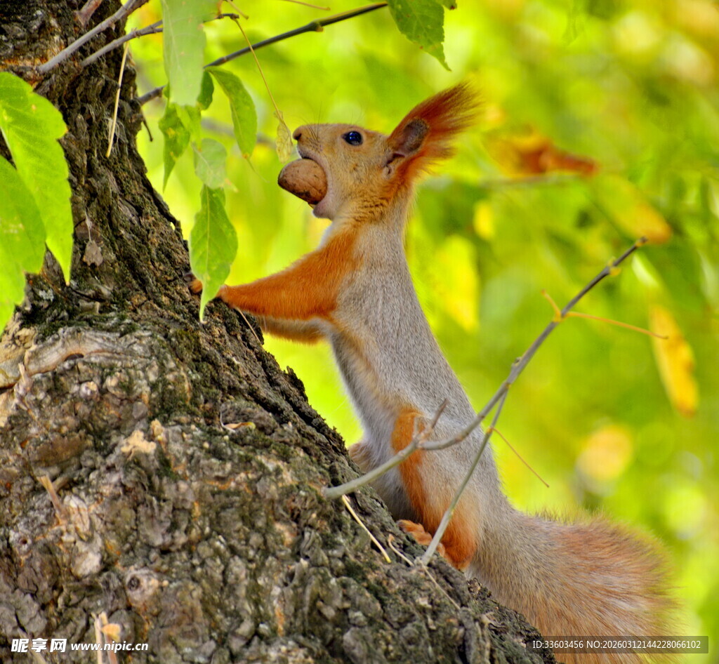 树上的松鼠