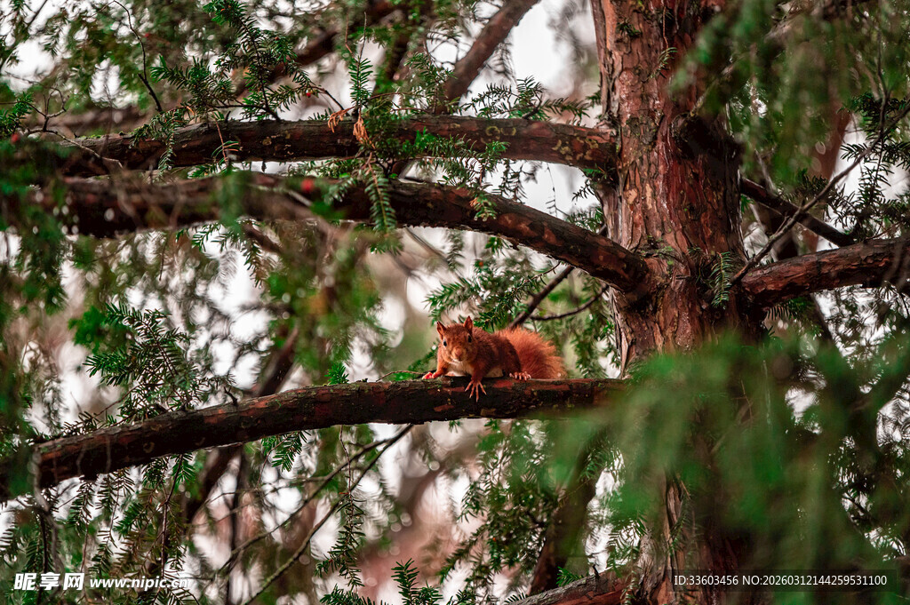 树枝上的可爱小松鼠