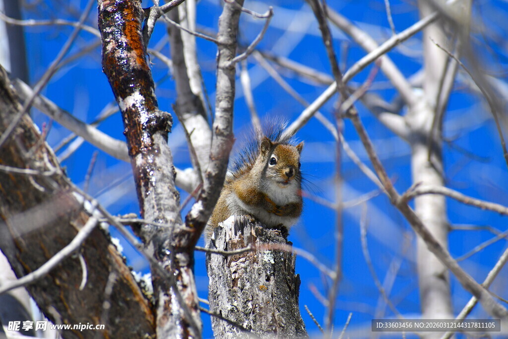 松鼠栖息于光秃树枝间