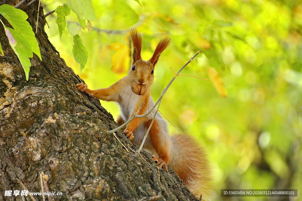 树上的红松鼠