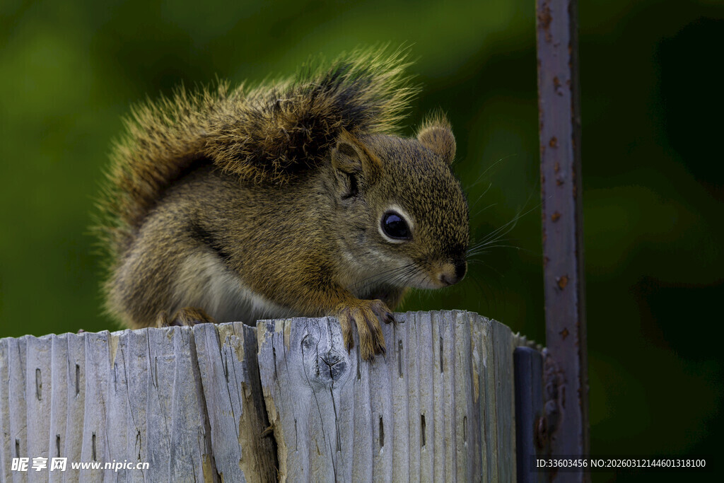 木柱上的可爱小松鼠