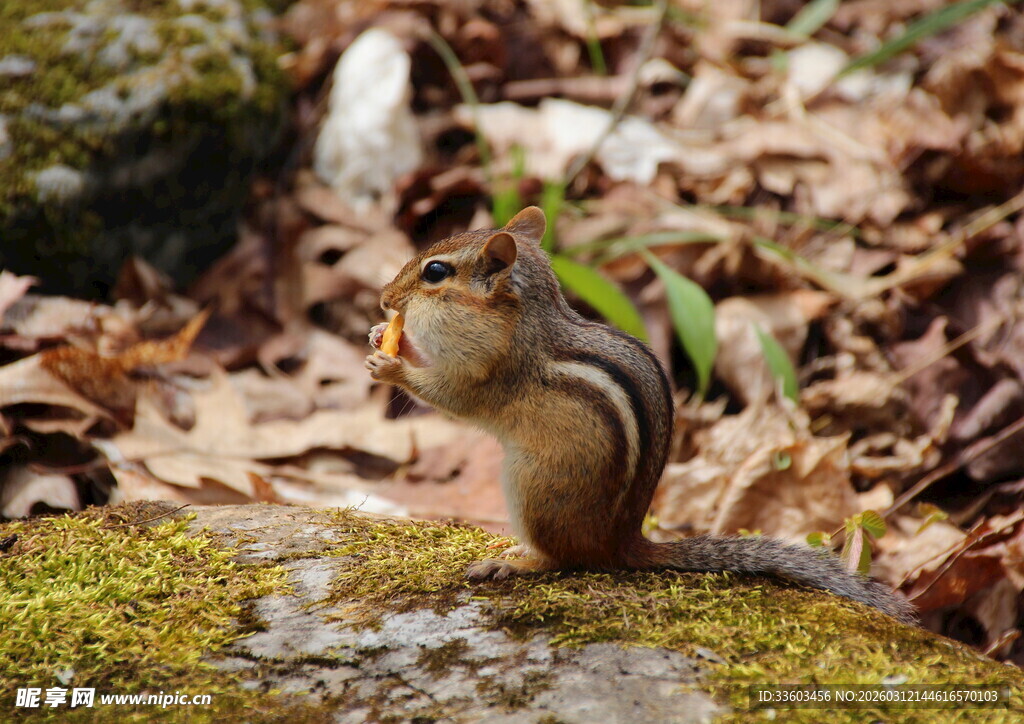 石上花栗鼠进食瞬间