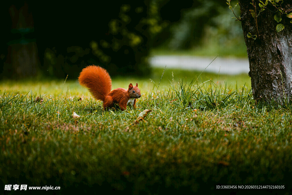 草地上觅食的可爱小松鼠