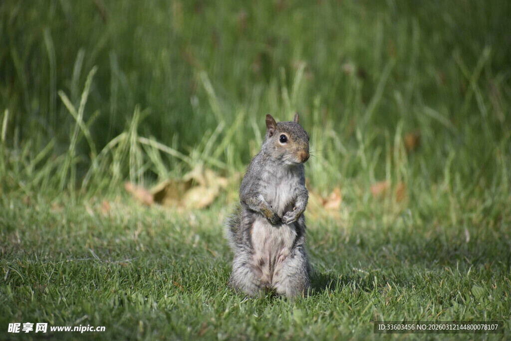 站立在草地上的可爱松鼠