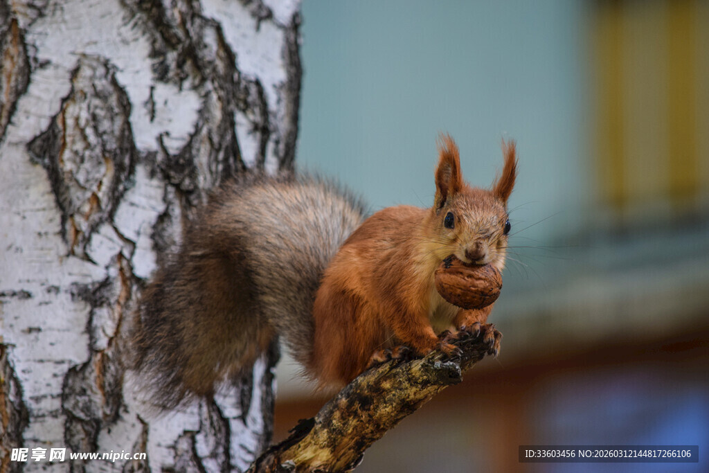 树干上的可爱松鼠