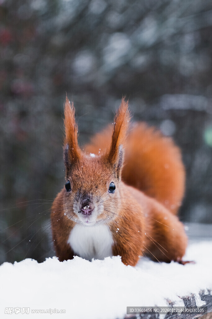 雪地中的可爱红松鼠