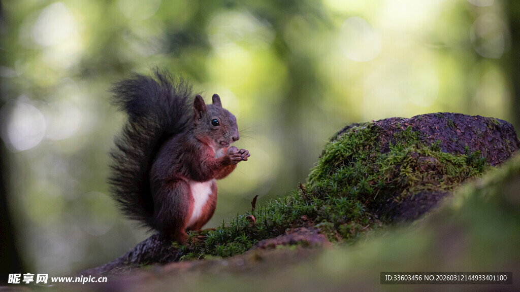 林间松鼠进食瞬间