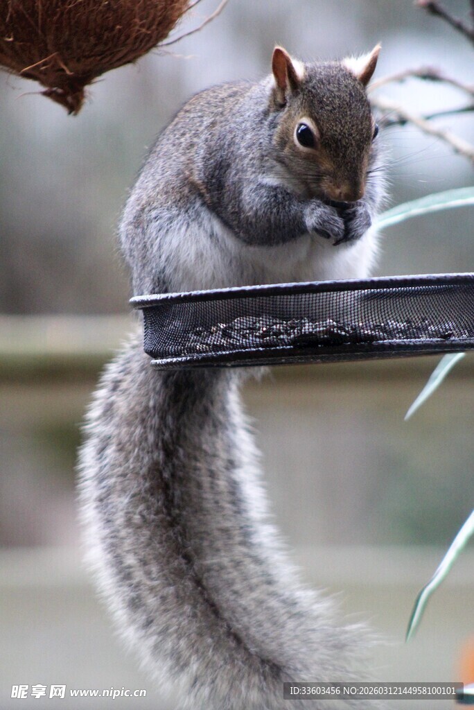 可爱松鼠在栏杆上进食