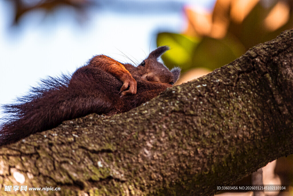 树枝上休憩的可爱松鼠
