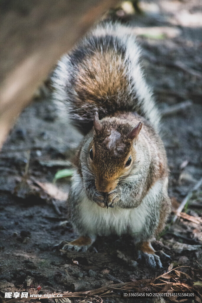 可爱松鼠专注地面觅食