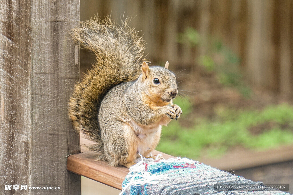 木栏上进食的可爱松鼠