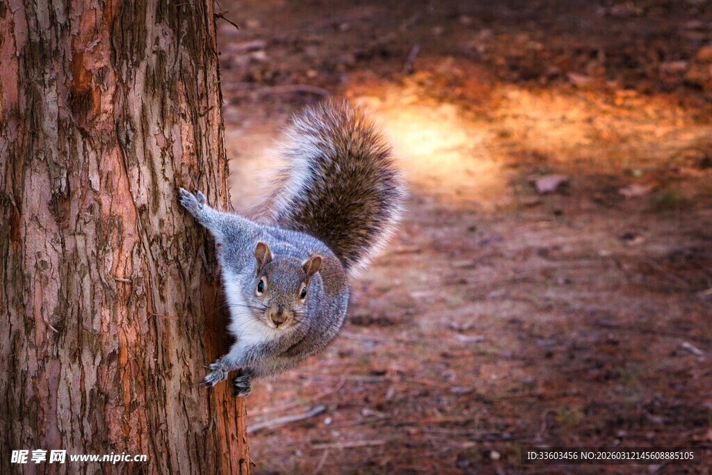 树干上攀爬的可爱松鼠
