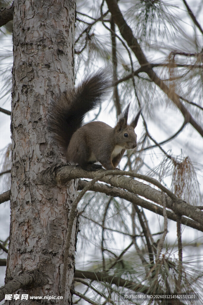 树上的松鼠